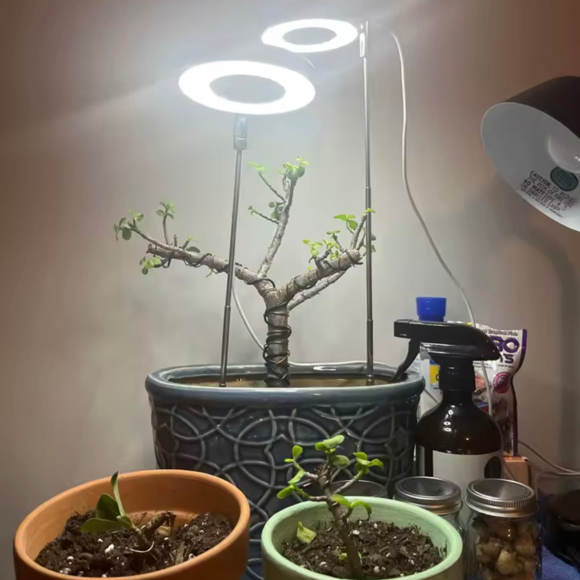 FloraHalo Lamp