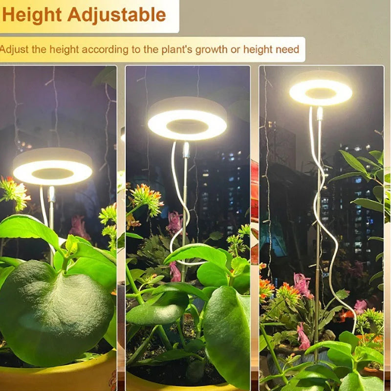 FloraHalo Lamp