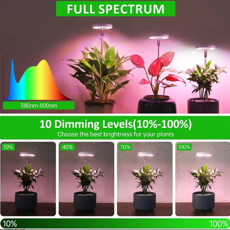 FloraHalo Lamp