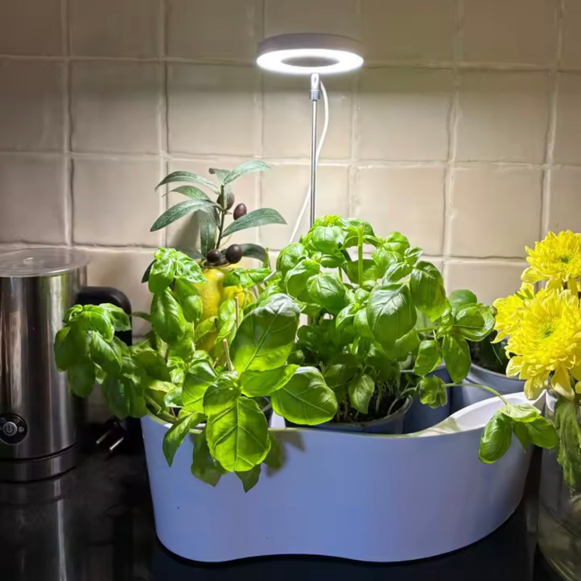 FloraHalo Lamp