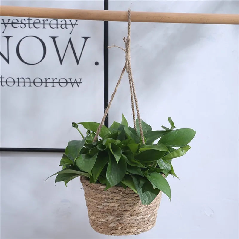 Meadowline Hanging Basket