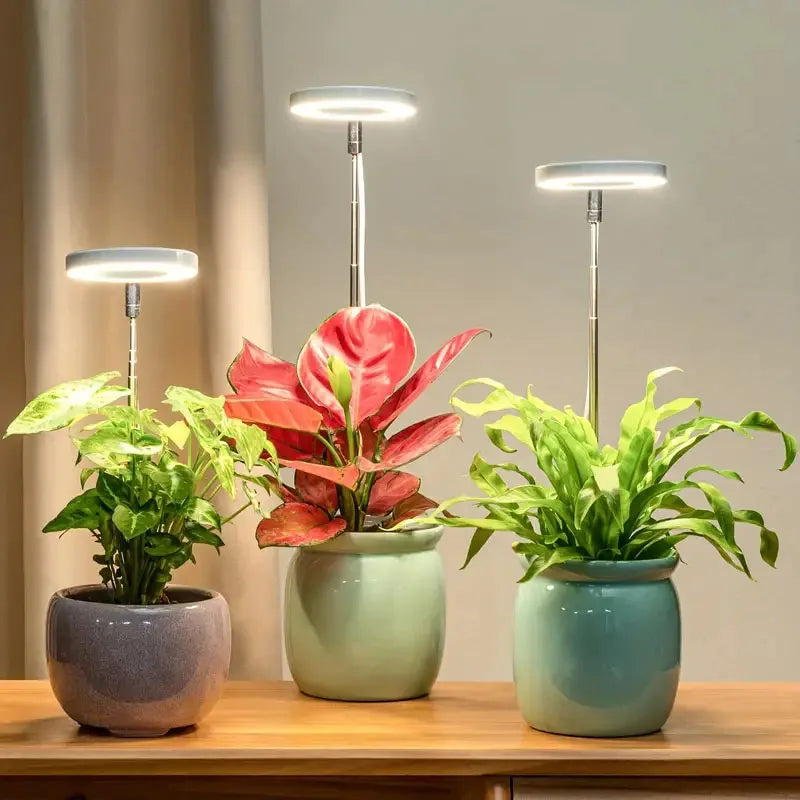 FloraHalo Lamp